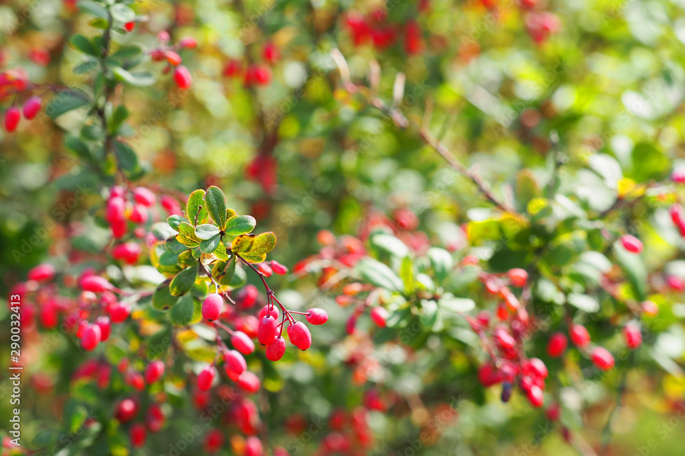 Barberry fruits ripening on the branch, Berberis. Branch with leaves on a blurred background. Autumn pattern