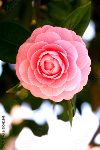 Princess Camillia
