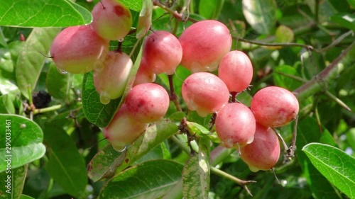 Karonda Fruit on the tree whit dolly slide technical photo