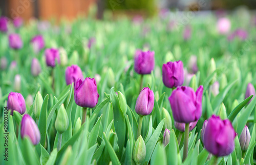 Buds of rose tulips with fresh green leaves. Closeup on purple rose tulip on blurred background. Copy space.