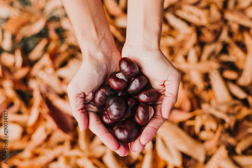 woman hands holding a bunch of Chestnuts outdoors. brown leaves background. autumn concept