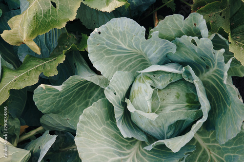 head of cabbage in a garden close-up