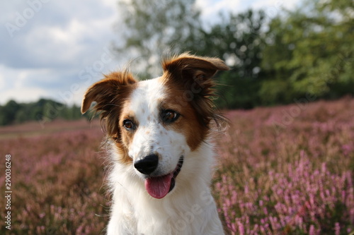 Hund Leila posiert vor der blühenden Heide. © S. Lorenzen-Mueller