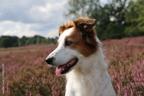 Hund Leila posiert vor der blühenden Heide. © S. Lorenzen-Mueller