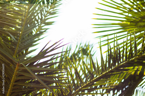 Palm leaves against the sky. Defocused abstract tropical background  soft light.