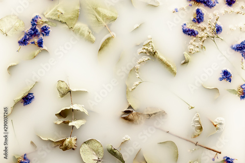 Flat lay pale leaves and dark blue flowers in white water