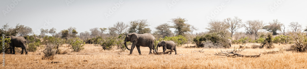Fototapeta premium Panorama of Elephants with baby in Kruger national park, south africa