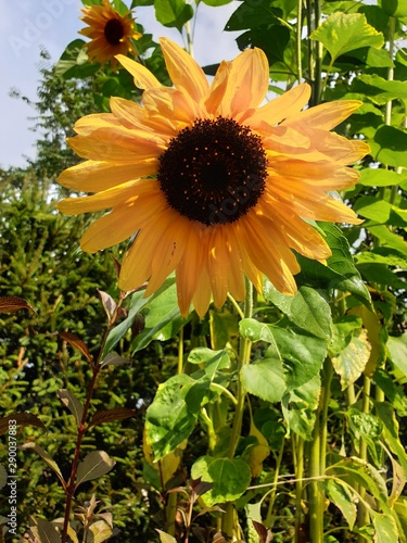 sunflower in the garden