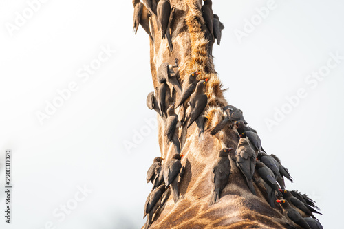 Closeup of Redbilled Oxpecker on Giraffes neck in Kruger national Park. South Africa photo