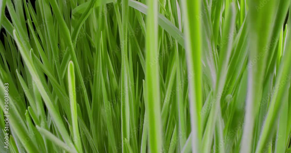 Growing Green Grass Wheat On With Water Drops. Extreme Macro. Growing Green Grass Wheat On With Water Drops. Extreme Macro.