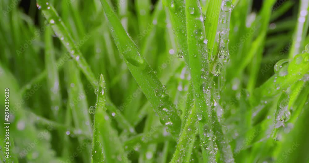 Growing Green Grass Wheat On With Water Drops. Extreme Macro. Growing Green Grass Wheat On With Water Drops. Extreme Macro.