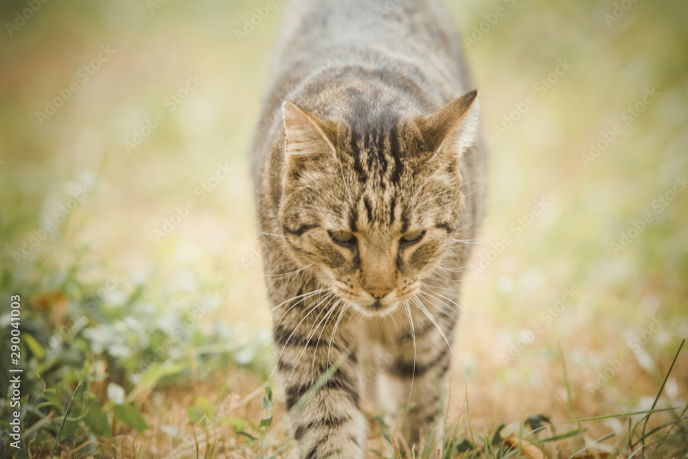 Tabby cat in the autumn  grass