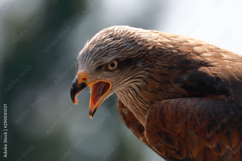 portrait of buzzard