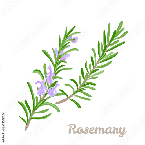 Branch of blooming rosemary isolated on white background. Vector illustration of fragrant herbs  fragrant spices in cartoon simple flat style.