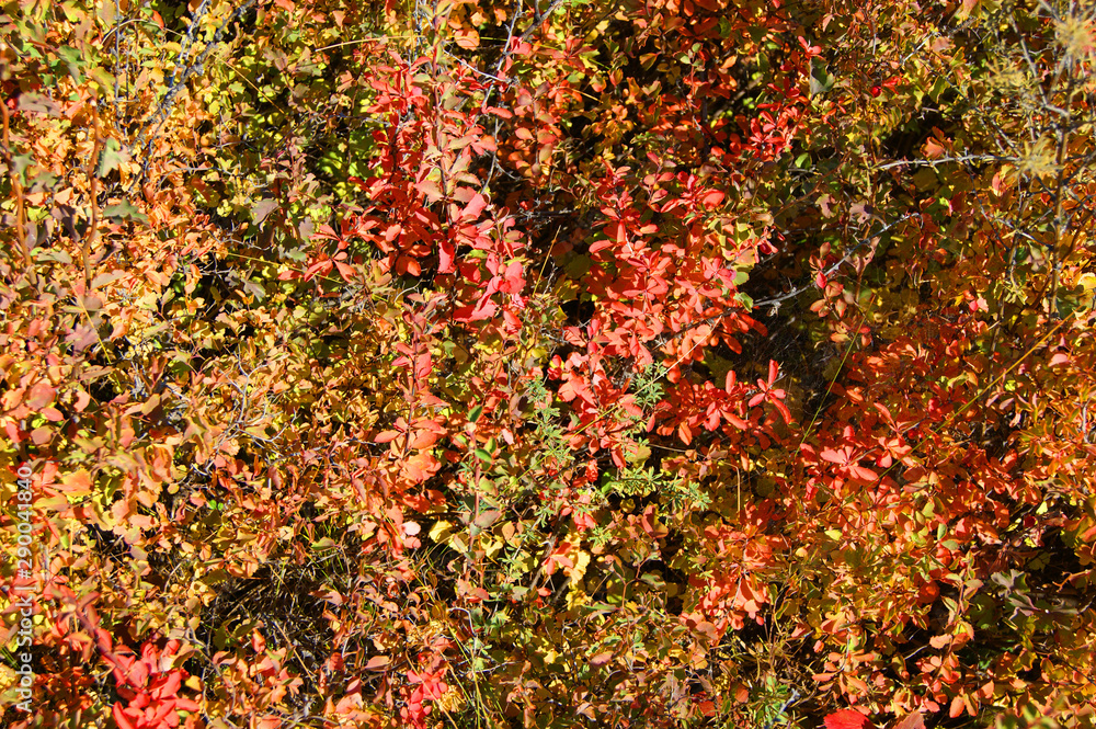 Red foliage of the shrubbery barberry by autumn Red foliage of the shrubbery barberry by autumn
