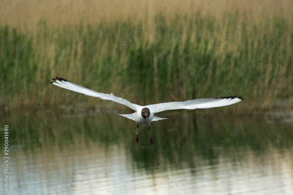 A seagull flying with a wide flap of the wing over the water in summer. A seagull flying with a wide flap of the wing over the water in summer.