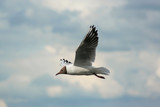 A seagull flying with a wide flap of the wing over the water in summer.