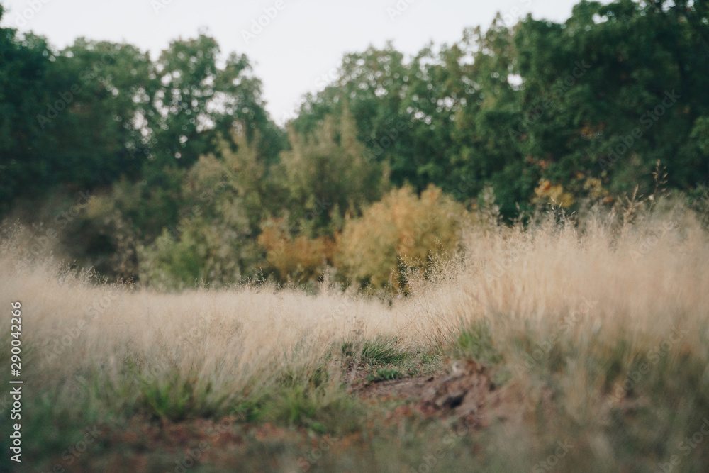 Autumn withered grass closeup with blurred background Autumn withered grass closeup with blurred background