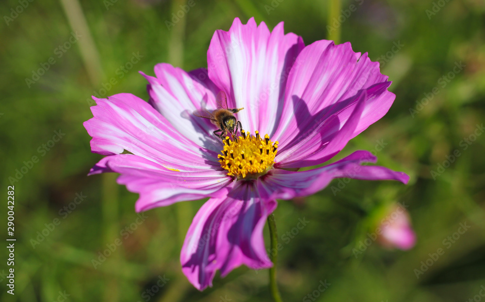 Fototapeta premium Bee on flower petals. Bee collecting pollen on Cosmea pistil. 