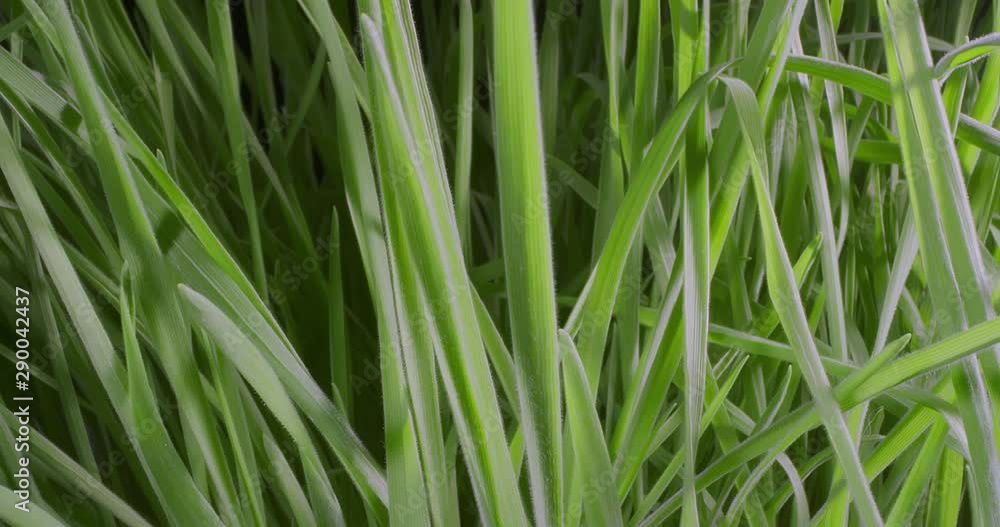Growing Green Grass Wheat On With Water Drops. Extreme Macro. Growing Green Grass Wheat On With Water Drops. Extreme Macro.