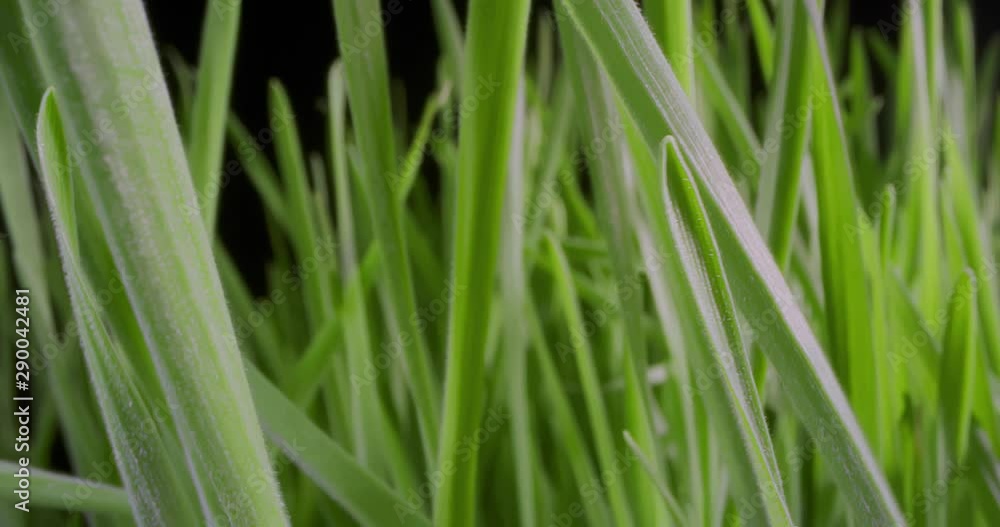Growing Green Grass Wheat On With Water Drops. Extreme Macro. Growing Green Grass Wheat On With Water Drops. Extreme Macro.