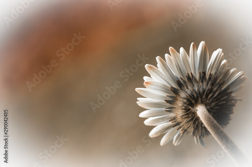 Retro styled brown sepia toned beautiful white daisy or gerbera background. Back view. Selective focus.