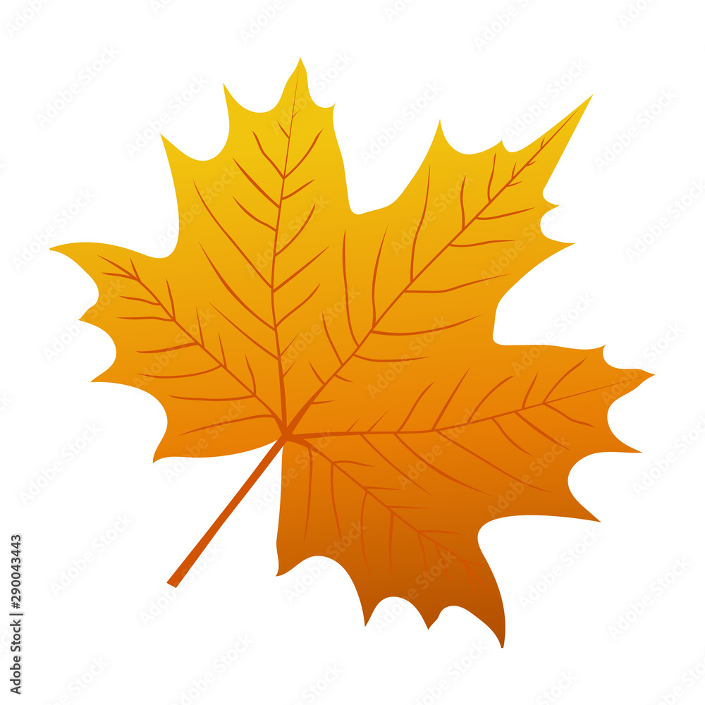 Autumn maple leaf on a white background Autumn maple leaf on a white background