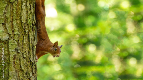 Süßes Eichhörnchen im Wald ( Doniswald ) bei Königsfeld im Schwarzwald futtert Erdnuss