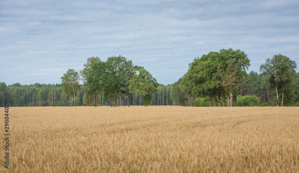 Yellow grain in cloudy day ready for harvest growing in a farm field Yellow grain in cloudy day ready for harvest growing in a farm field