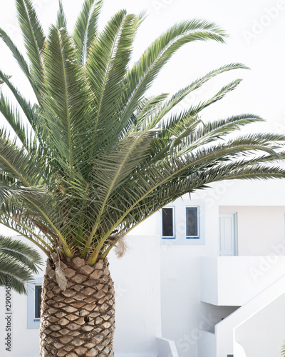 Minimal Greek architecture with palm tree in the foreground