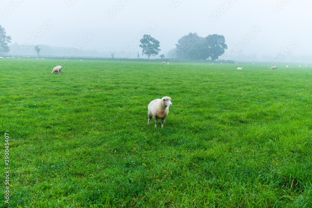 Fototapeta premium 羊