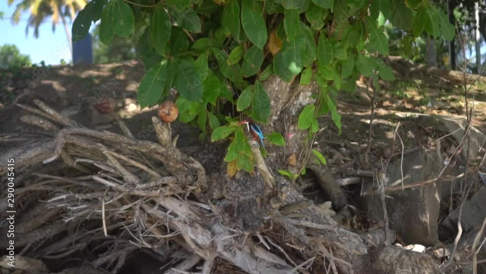 Beautiful kingfisher on a branch, snag sits. Nature and animals in asia. Sri Lanka Bird Beautiful kingfisher on a branch, snag sits. Nature and animals in asia. Sri Lanka Bird