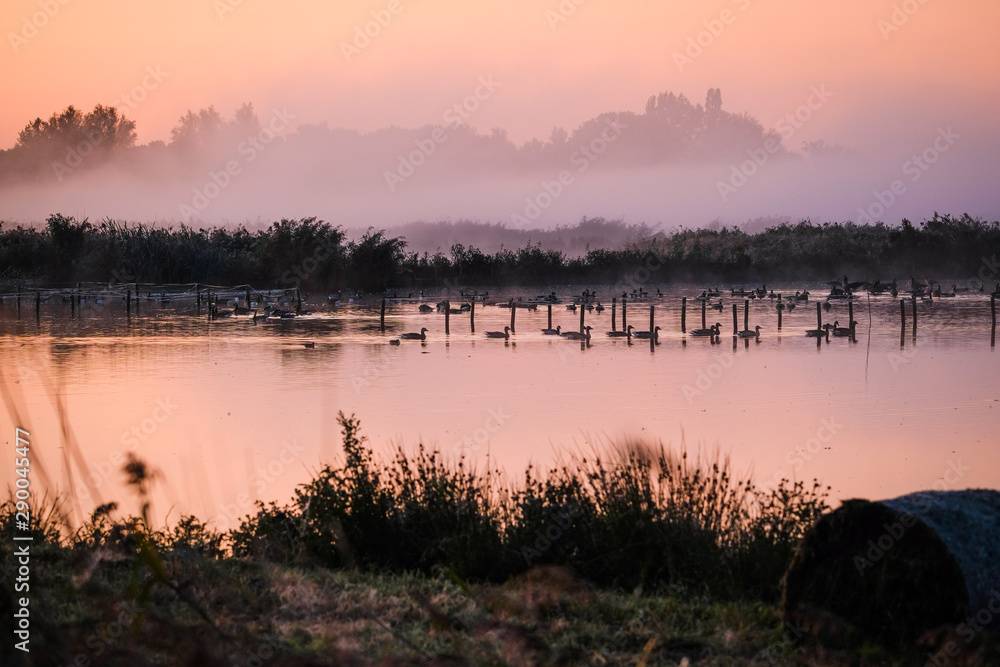 Fototapeta premium Wild goose at sunrise