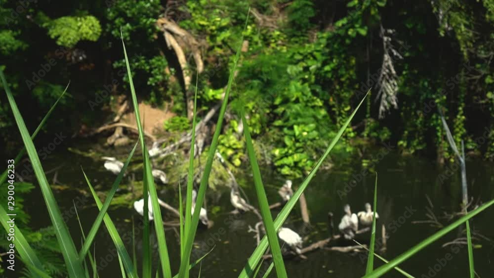 Beautiful flock of birds in a small river. Pelicans catch fish in a pond Beautiful flock of birds in a small river. Pelicans catch fish in a pond