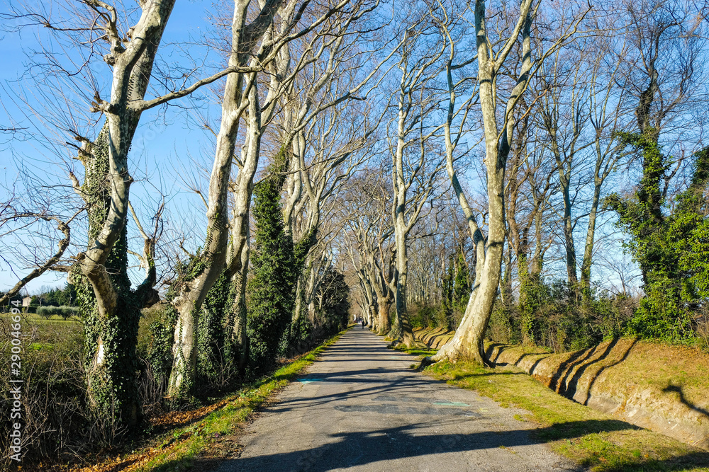 Sycamore Alley in Avignon on a winter sunny day. Sycamore Alley in Avignon on a winter sunny day.