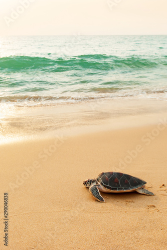 First steps of a Green Sea Turtle on the beach. © Tanes