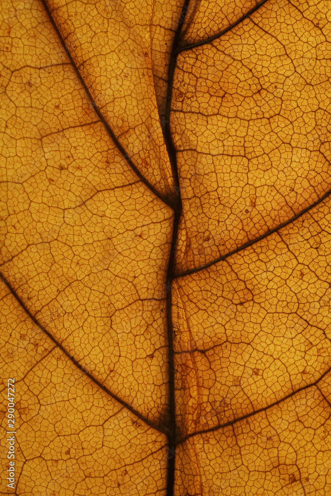 Obraz premium Autumn yellow maple leaf texture