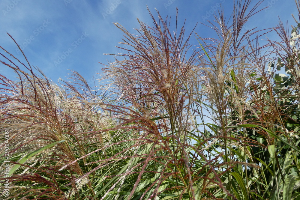 Silver Grass Silver Grass
