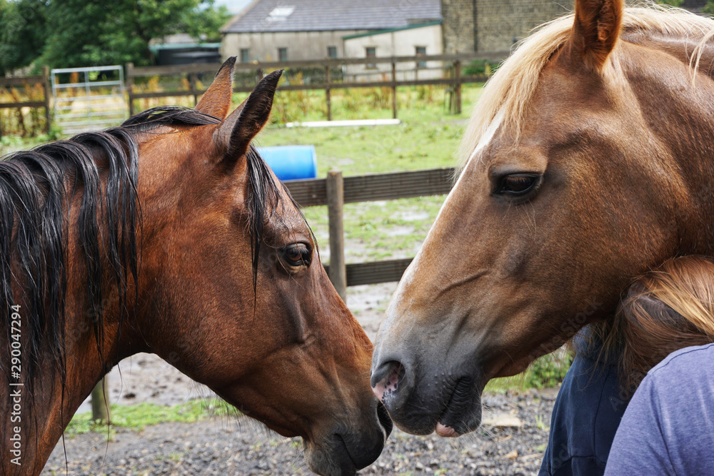 Fototapeta premium Horse