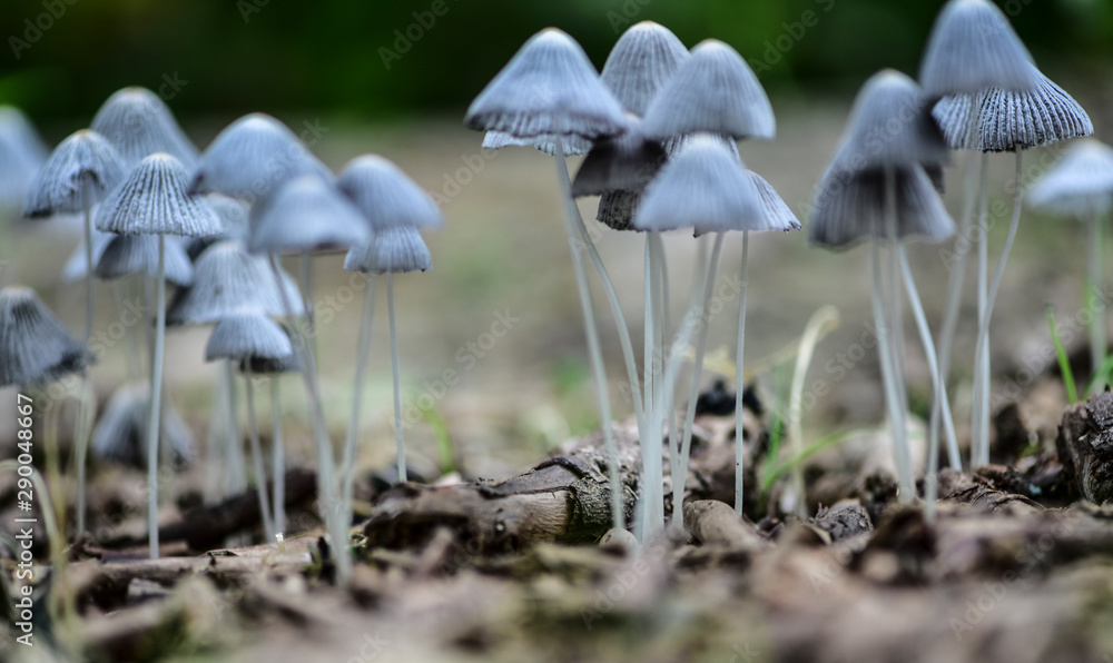 The mushrooms seen in the field The mushrooms seen in the field