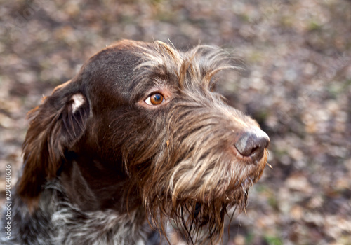 Dog breed German Wirehaired pointer Drathaar portrait on nature