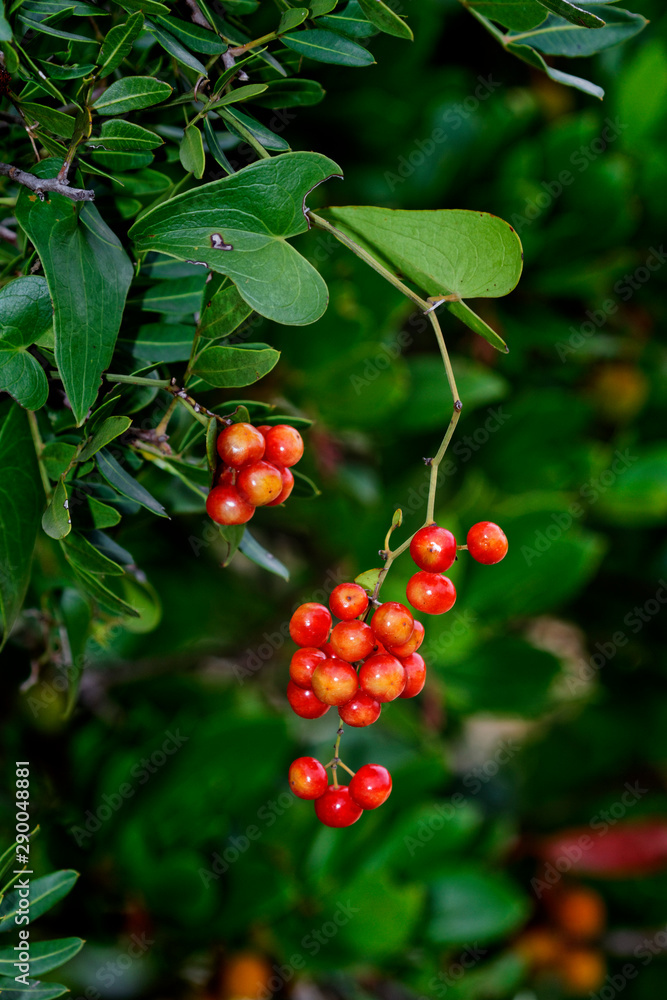 Fruit of the black bryony on Mljet island, Croatia Fruit of the black bryony on Mljet island, Croatia