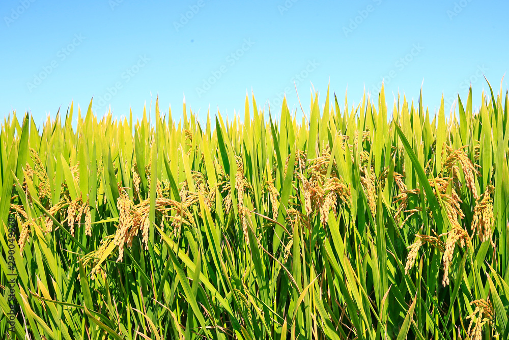 Fototapeta premium Ripe rice, in the paddy fields
