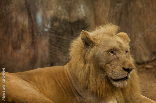 Portrait of a white lion from the zoo