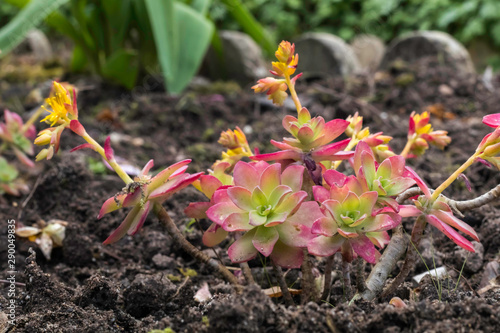 Fleurs d'automne en gros plan photo