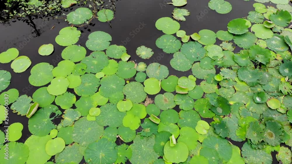 Moving over along lotus leaves on water surface Moving over along lotus leaves on water surface