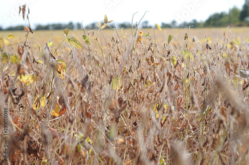 Yellow lentil crop field ready to harvest