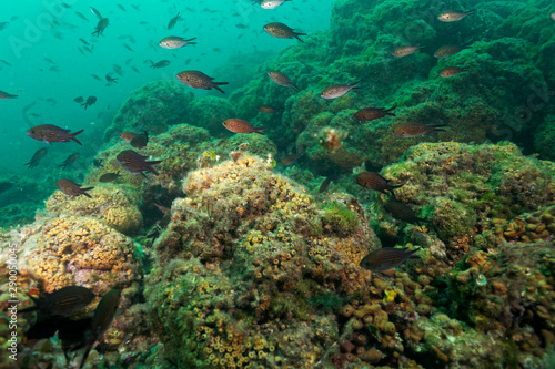 Fototapeta Naklejka Na Ścianę i Meble -  Cushion coral reef on Mljet island, Croatia