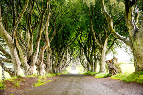 Spectacular Dark Hedges in County Antrim, Northern Ireland on cloudy foggy day. Avenue of beech trees along Bregagh Road between Armoy and Stranocum. Empty road without tourists photo