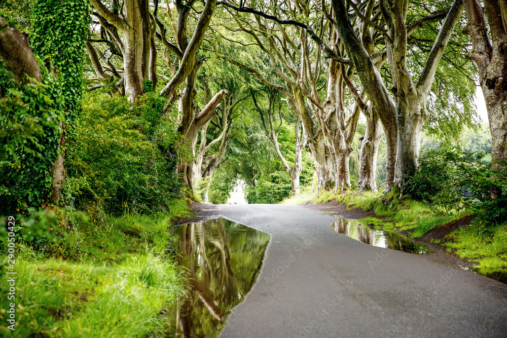 Spectacular Dark Hedges in County Antrim, Northern Ireland on cloudy foggy day. Avenue of beech trees along Bregagh Road between Armoy and Stranocum. Empty road without tourists Spectacular Dark Hedges in County Antrim, Northern Ireland on cloudy foggy day. Avenue of beech trees along Bregagh Road between Armoy and Stranocum. Empty road without tourists